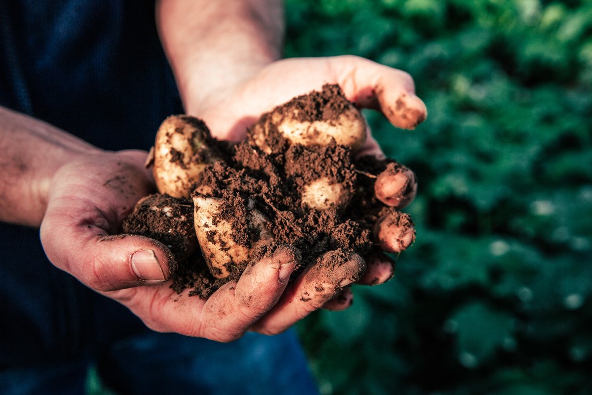 Jersey royal potatoes
